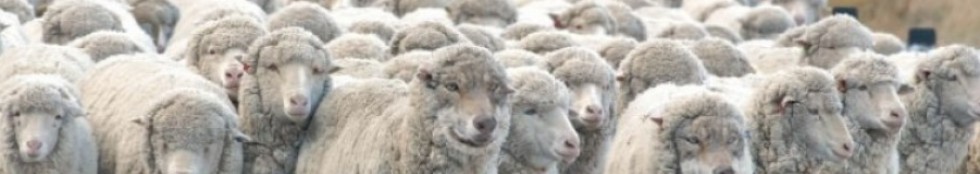 cropped-cropped-cropped-sheep-herd11.jpg
