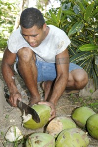 Coconuts in Fiji.